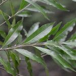 Dichapetalum morenoi Leaf