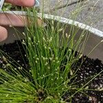 Isolepis cernua Blad