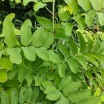 Robinia viscosa 葉