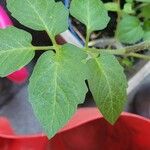 Solanum pimpinellifolium Hoja