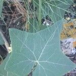 Bryonia verrucosa Hoja
