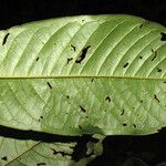 Guatteria intermedia Leaf