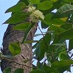 Eucalyptus robusta Blomma