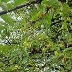 Styrax japonicus Плод