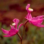 Calopogon tuberosus Kvet