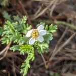 Anthemis maritimaफूल