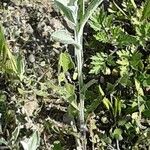 Anchusa officinalis Rhisgl