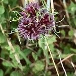 Allium vineale Fruit