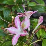 Rhododendron arborescens Λουλούδι