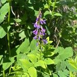 Galega orientalis Lorea