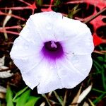 Ipomoea tiliacea Flower