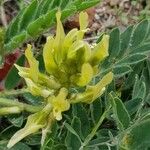 Astragalus nitidiflorus Floare