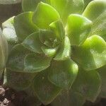 Aeonium haworthii Листок