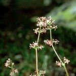 Valeriana celtica Muu