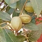 Carya illinoinensis Fruit