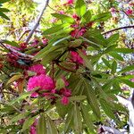 Rhododendron arboreum Flor