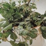 Plectranthus oertendahlii 葉