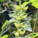 Scutellaria altissima ഫലം