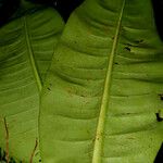 Philodendron auriculatum Hoja