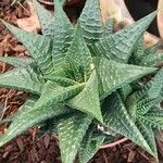 Haworthia limifolia Leaf