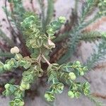 Euphorbia paraliasFlower