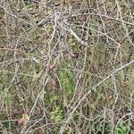 Rosa corymbifera Costuma