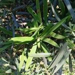 Podocarpus macrophyllus 叶
