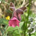 Pulmonaria officinalis 花