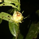 Malvaviscus arboreus Fruit