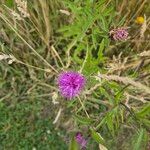 Centaurea nigra Kvet