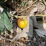 Cucurbita foetidissimaFruchs