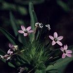 Collomia linearis Yeri