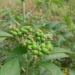 Solanum umbellatum Fruit