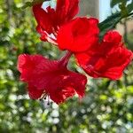 Hibiscus schizopetalusCvet