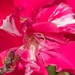 Nerium oleander Blomst