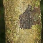 Oxandra asbeckii Corteza