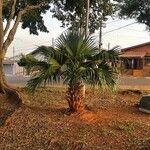 Washingtonia robusta Blatt