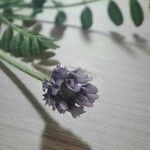 Astragalus stella 花