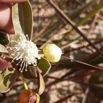 Eugenia punicifolia Kvet