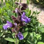 Salvia officinalis ফুল