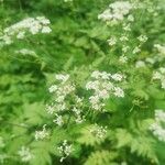 Anthriscus sylvestris Flower