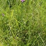 Carphephorus pseudoliatris Alkat (teljes növény)