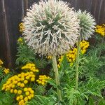 Echinops sphaerocephalusKvet