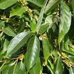 Diospyros lotusLeaf