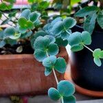Sedum sieboldii Hoja