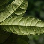 Cheiloclinium cognatum Frunză