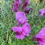 Antirrhinum australeFlor