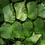 Adiantum trapeziforme Leaf