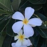 Plumeria obtusa Fleur