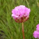 Armeria alpina Other